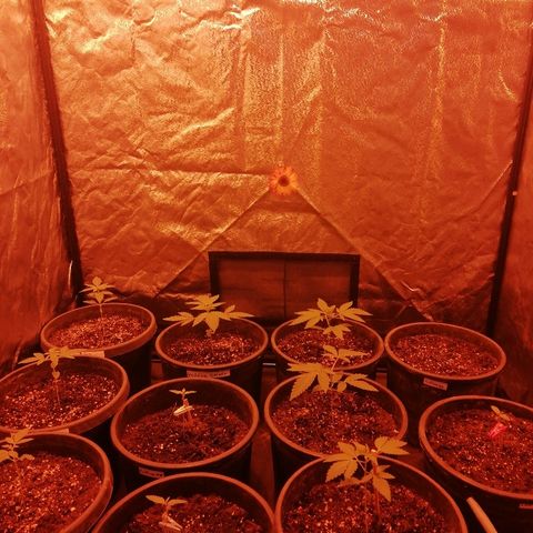 Hulkberry growlog timeline photo