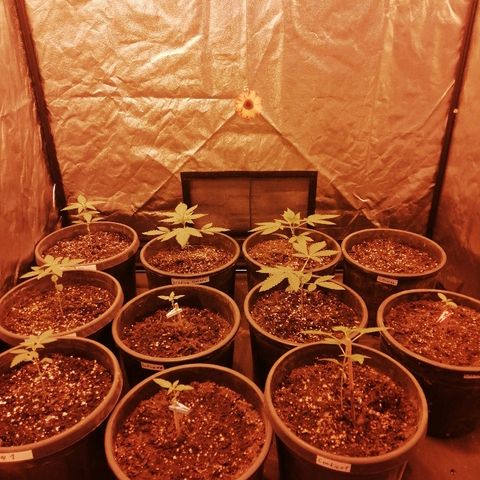 Hulkberry growlog timeline photo
