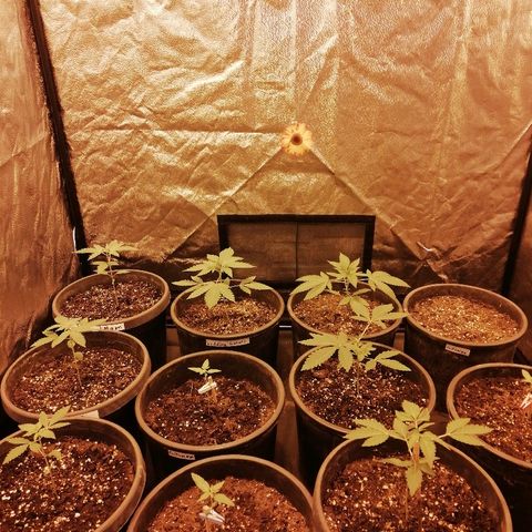 Hulkberry growlog timeline photo