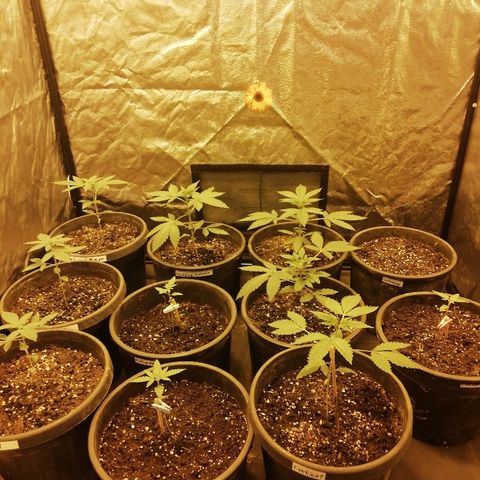 Hulkberry growlog timeline photo