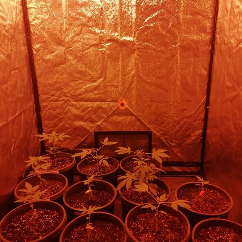 Hulkberry growlog photo: Topping✔️