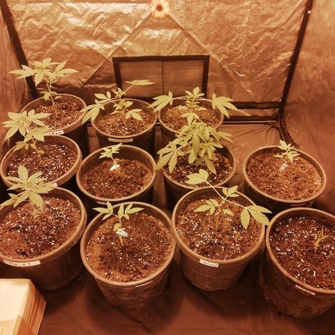 Hulkberry growlog timeline photo