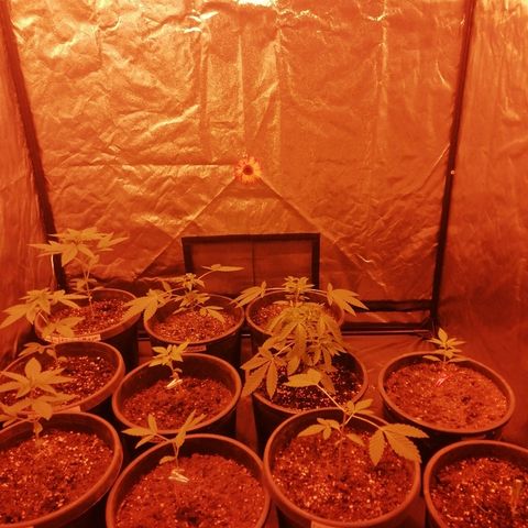 Hulkberry growlog timeline photo