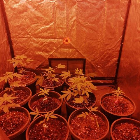 Hulkberry growlog timeline photo