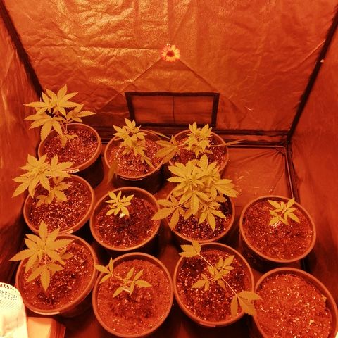 Hulkberry growlog timeline photo