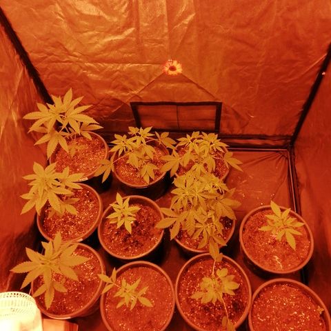 Hulkberry growlog timeline photo