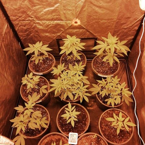 Hulkberry growlog timeline photo