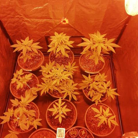 Hulkberry growlog timeline photo