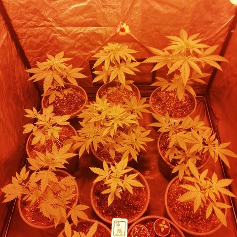Hulkberry growlog timeline photo