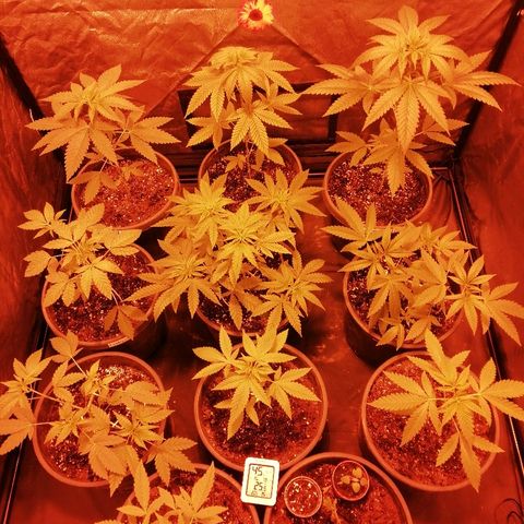 Hulkberry growlog timeline photo