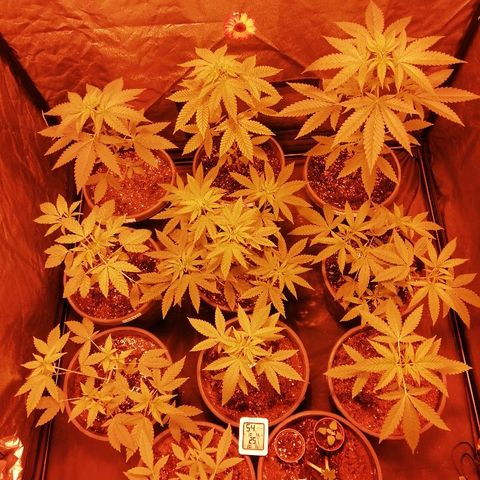 Hulkberry growlog timeline photo