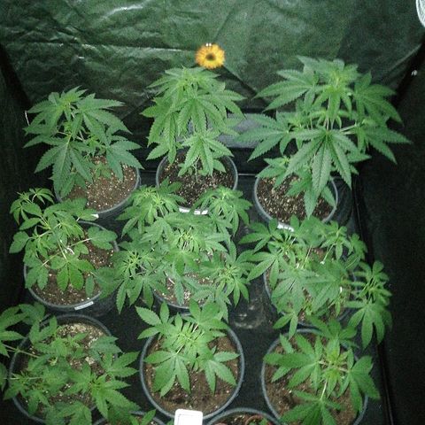 Hulkberry growlog timeline photo