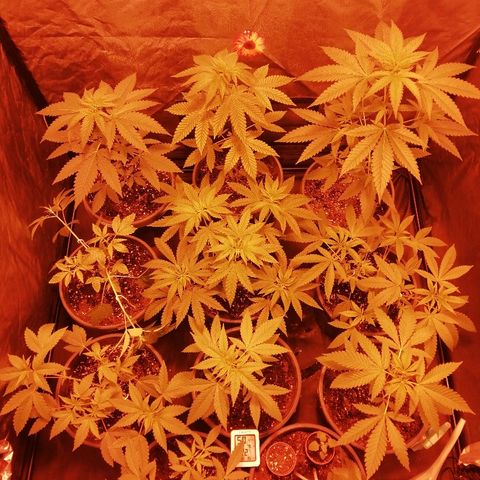 Hulkberry growlog timeline photo