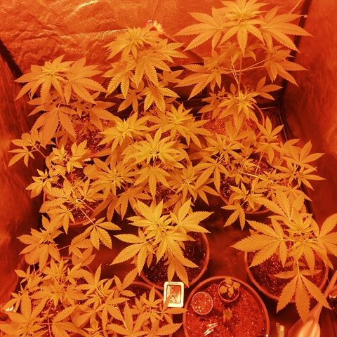 Hulkberry growlog timeline photo