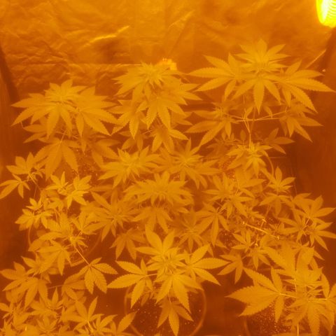 Hulkberry growlog timeline photo