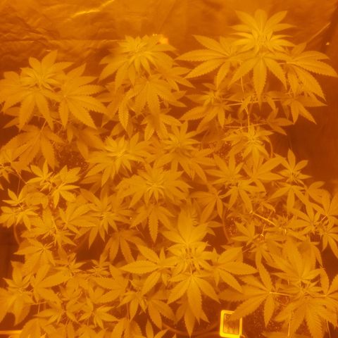 Hulkberry growlog timeline photo