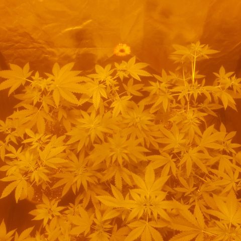 Hulkberry growlog timeline photo