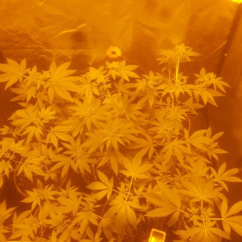 Hulkberry growlog timeline photo