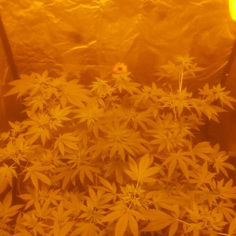 Hulkberry growlog timeline photo