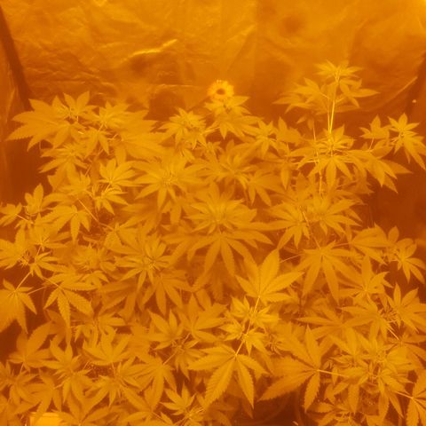 Hulkberry growlog timeline photo