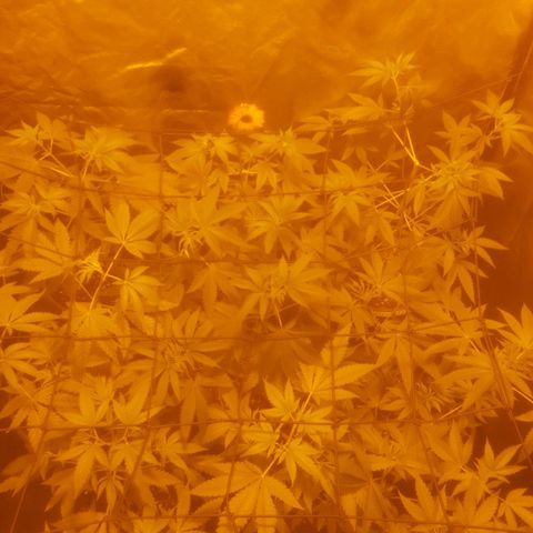 Hulkberry growlog timeline photo