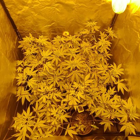 Hulkberry growlog timeline photo
