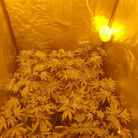 Hulkberry growlog timeline photo