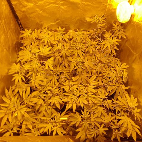 Hulkberry growlog timeline photo