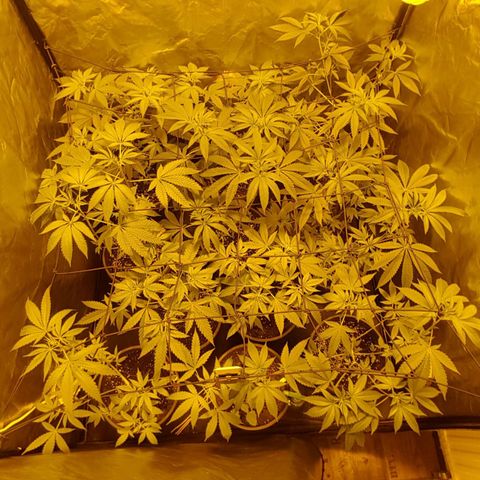 Hulkberry growlog timeline photo
