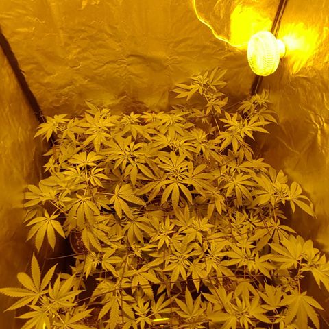 Hulkberry growlog photo: Alles an Rest Blätter abgetrennt 