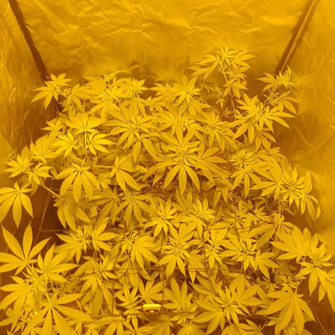 Hulkberry growlog timeline photo
