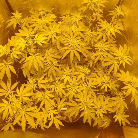 Hulkberry growlog timeline photo
