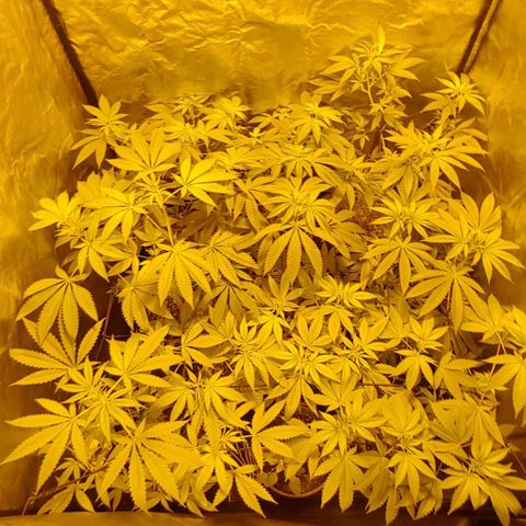 Hulkberry growlog timeline photo