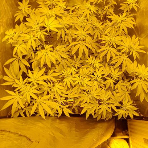 Hulkberry growlog timeline photo