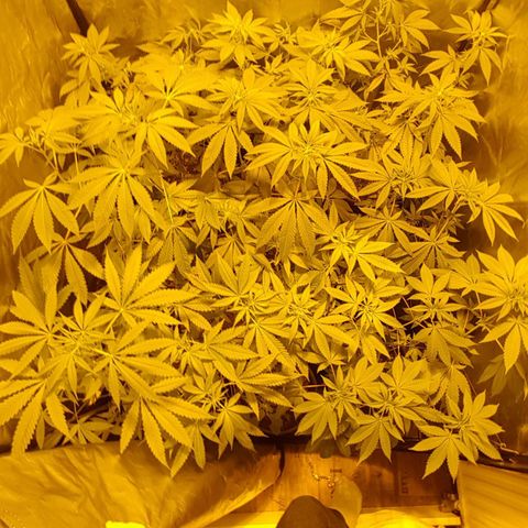 Hulkberry growlog timeline photo