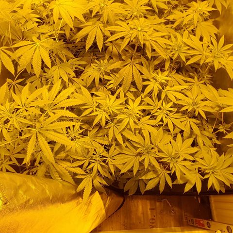Hulkberry growlog timeline photo