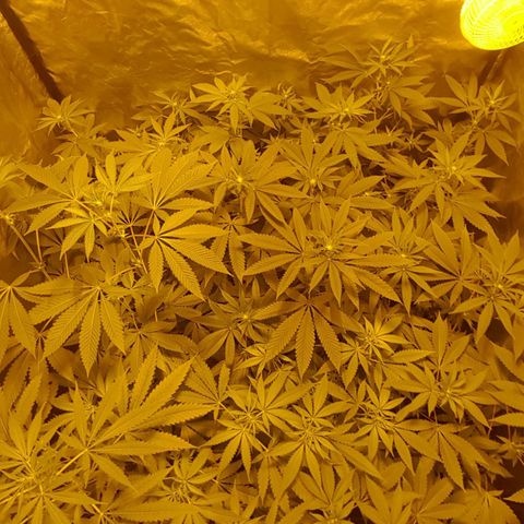 Hulkberry growlog timeline photo