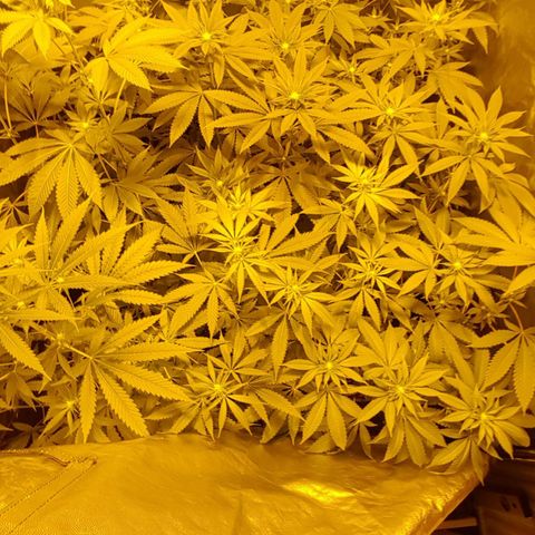 Hulkberry growlog timeline photo
