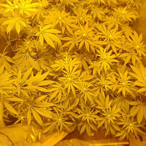 Hulkberry growlog timeline photo