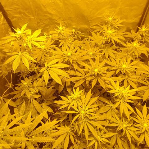 Hulkberry growlog timeline photo