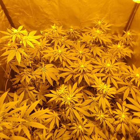 Hulkberry growlog timeline photo