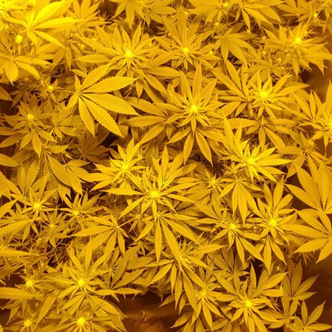 Hulkberry growlog timeline photo