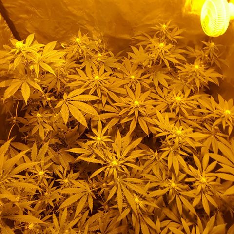 Hulkberry growlog timeline photo