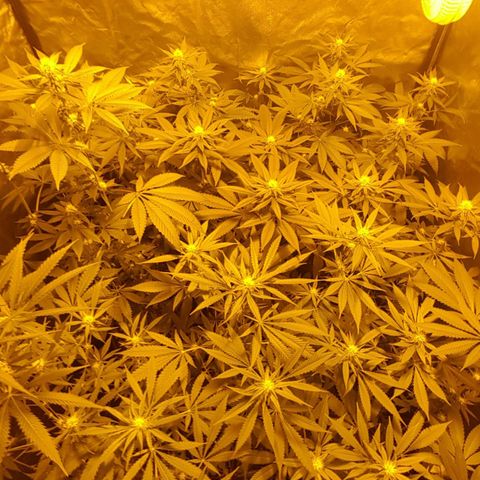 Hulkberry growlog timeline photo
