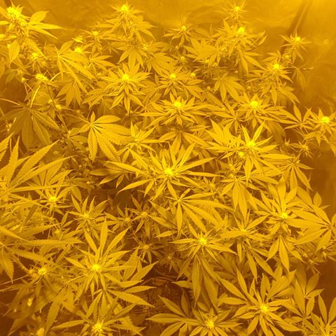 Hulkberry growlog timeline photo