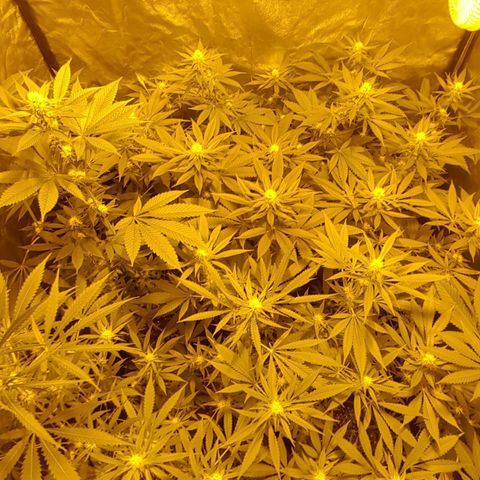 Hulkberry growlog timeline photo