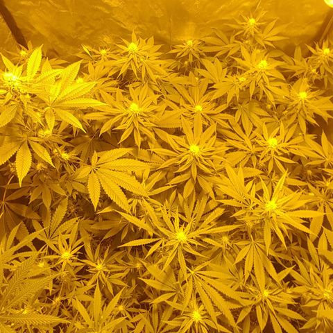 Hulkberry growlog timeline photo