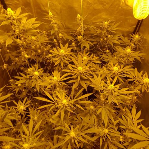 Hulkberry growlog timeline photo