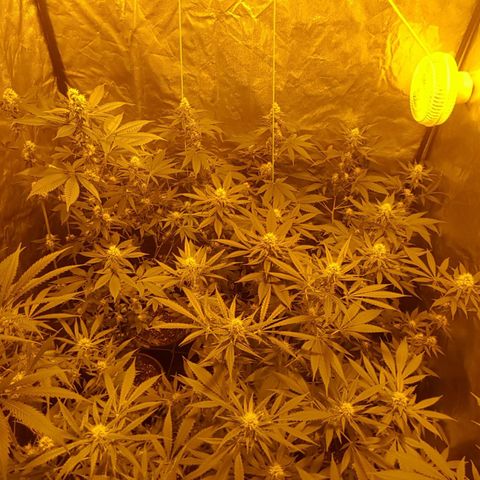 Hulkberry growlog timeline photo