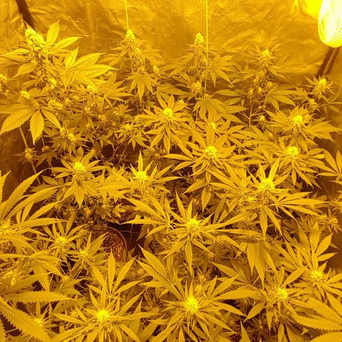 Hulkberry growlog timeline photo